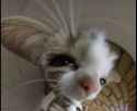image (6)