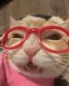 icccattt_-14-07-2024-0001