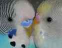 Pretty_parakeets