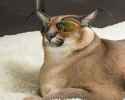 fat_bobcat