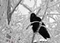 crow