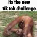 1003 KB