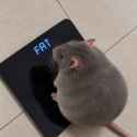 49 KB