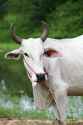 white-ox-27047162