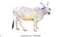 ox-bull-looking-straight-ahead-260nw-1597260847