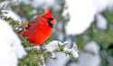 NCardinal-Imhoff-288821651