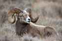 Rocky-Mountain-Bighorn-Sheep