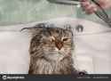 depositphotos_207216660-stock-photo-wet-cat-bath-funny-cat (1)