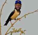 Starling-Marte