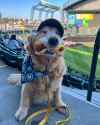 mariners dog dog 2