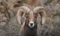 bighorn_sheep_montana_megan_joyce_header_0