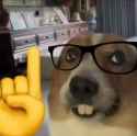 nerd dog actually meme