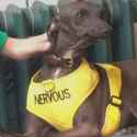 dog-nervous-vest