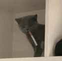 smokecat4