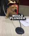 cat would plunder