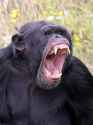 screaming-aggressive-wild-chimpanzee-primate-pan-troglodytes-241069191