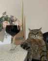 catwine