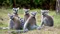 madagascar-lemurs_16x9