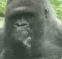 CuriousGorilla