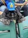 Mariners dog 3