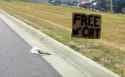 free cat