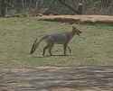 coyote