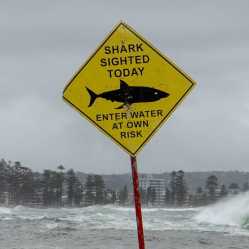 Shark attack?
