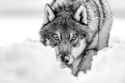 loup-europeen-dans-la-neige-euro