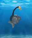 mono fish
