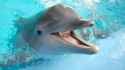 100124_gt_dolphin-smile_feat