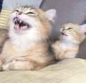 Laughing_Autistic_Dogs