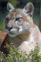 florida_panther-e1594753278852