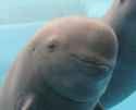 smugshark