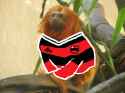 Flacaco
