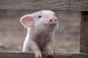 Pigged