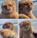 catmadbeach