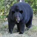bulgarian bear
