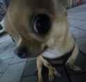 dogface