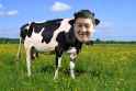 yan bingcow