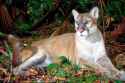 florida.panther