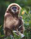 happymonke