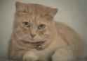 catcry