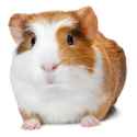 guineapig
