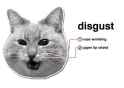disgust