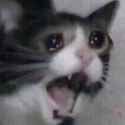 cat-meme