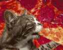 cat-party-eating-pizza-yum-k01zrbyp2hluws3u