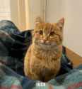 kittietalks