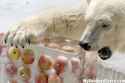 polarbearapples