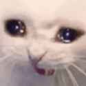 cat-crying-cat