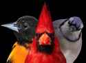 birbs